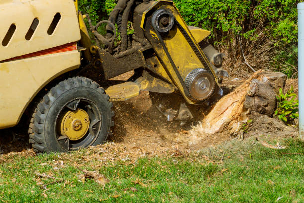 Best Local Tree Services  in USA